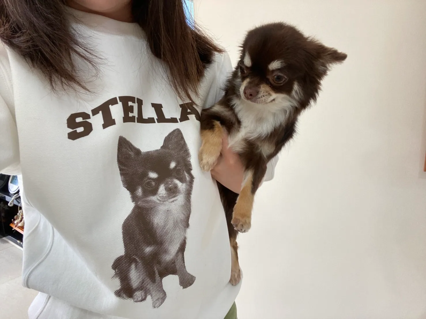 犬カレッジデザイン